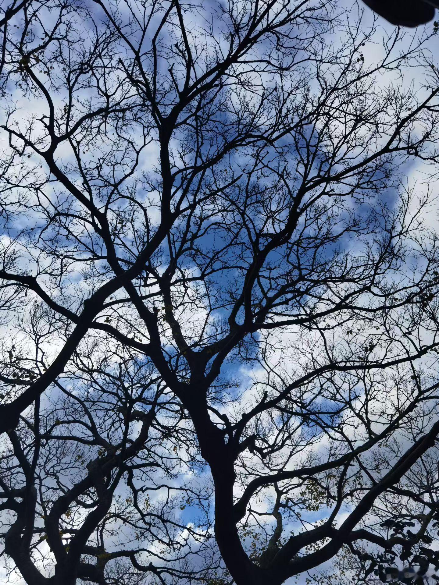 普陀山小院能达到如此美景🌹🌹🌹🙏🙏🙏皆是天意！ 