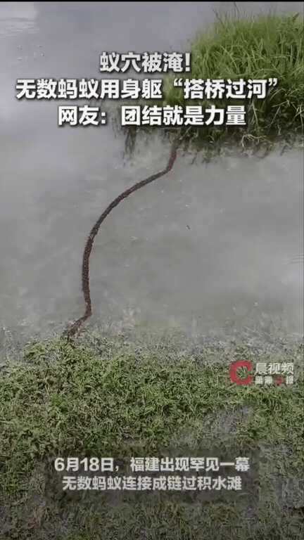 真的被大自然狠狠震撼到！福建一位网友出门路过积水路段，发现水中草垛连接到岸边的位