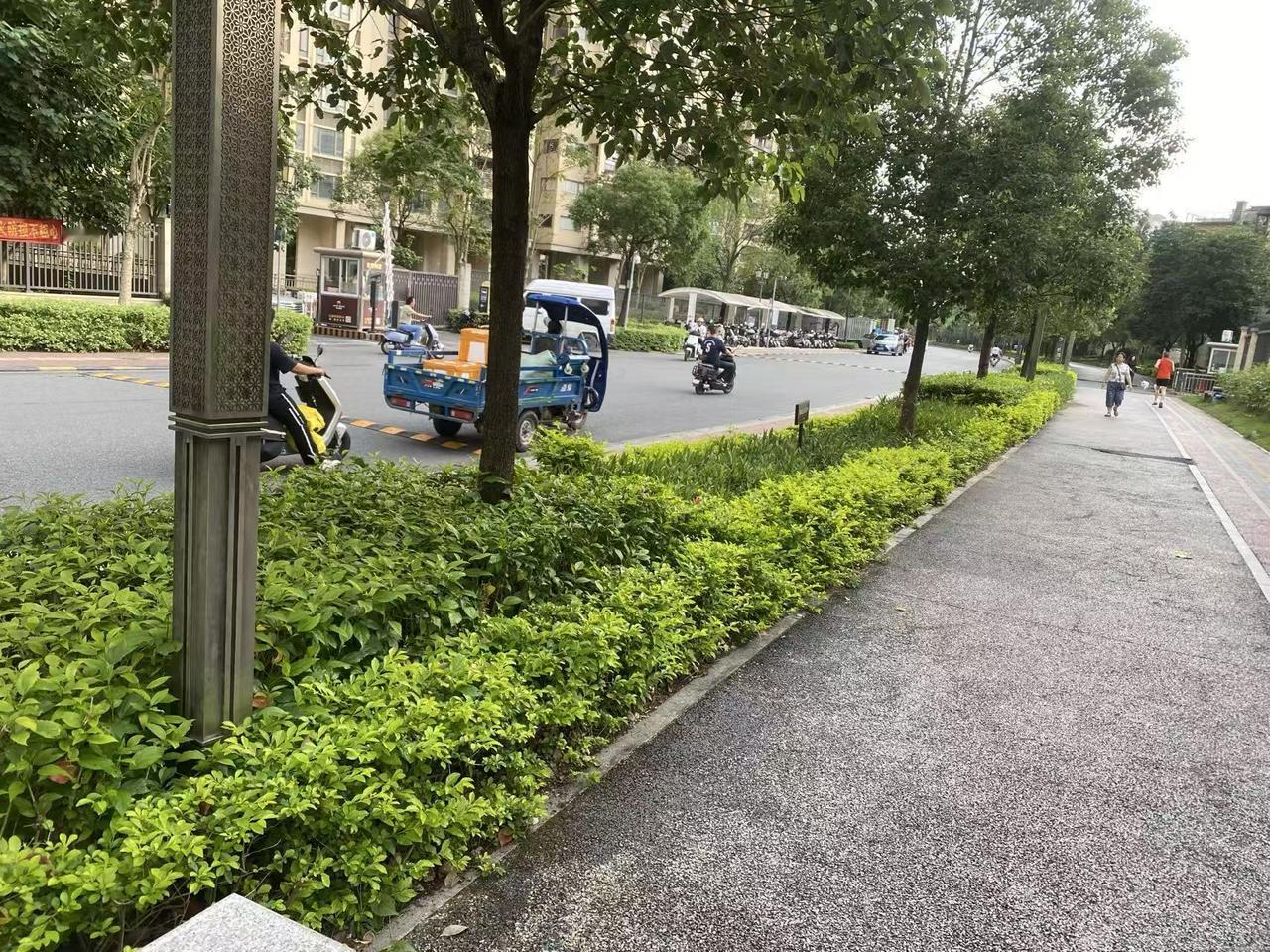 我的妈呀！
才短短的几分钟，
就被小虫咬了无数口。
那个痛痛的痒，
让我片刻无地