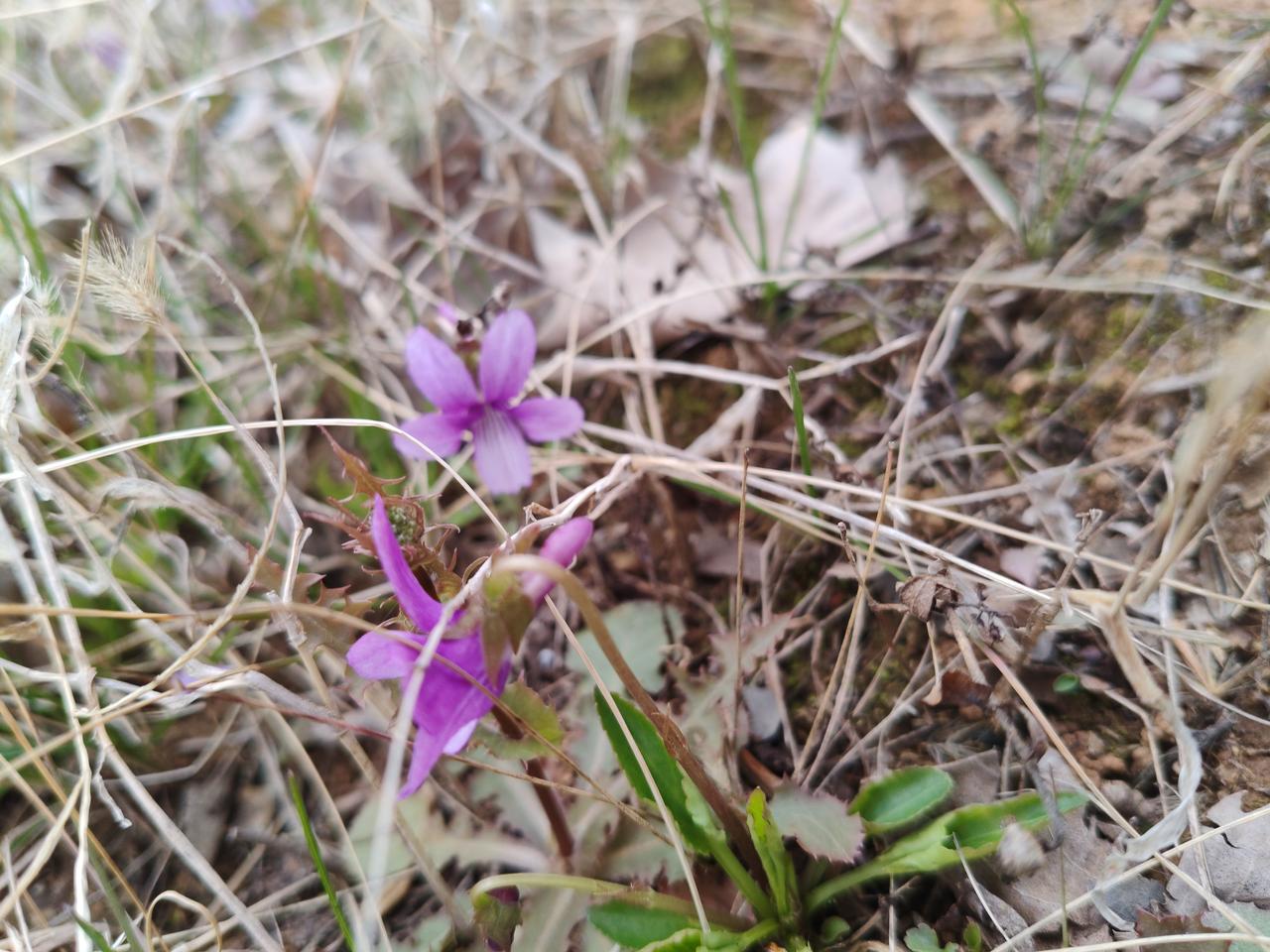 看这丛紫花，真的太治愈了！不起眼的角落，却开得这么鲜活。就像我们平时，总爱扎堆往