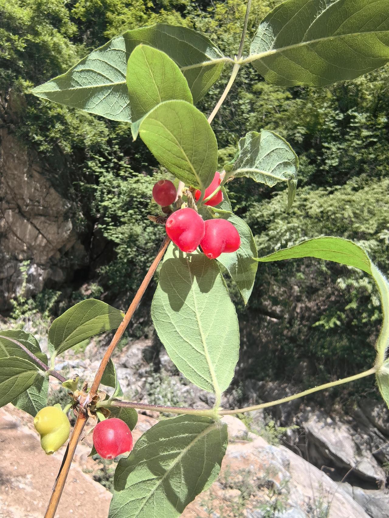 秦岭山边拍的不知名植物，有了解它的师友嘛？