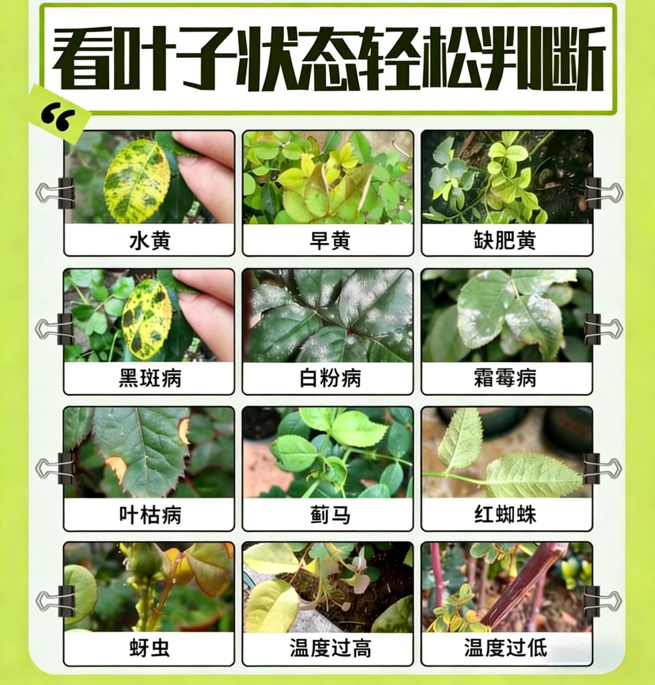 月季生病诊断指南|看叶子状态轻松判断宝子们，养月季最怕遇到病虫害啦！其实，月季的