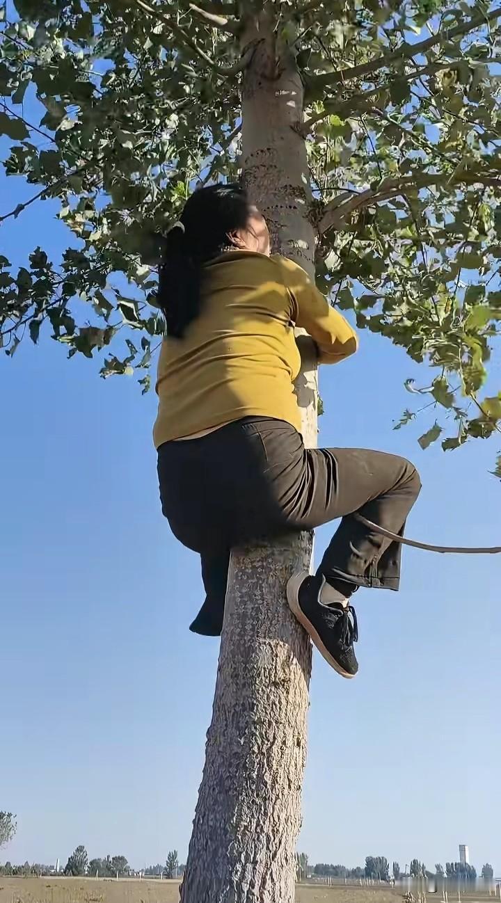 现在无论是城市还是乡村，能够快速而准确，麻利爬树的人越来越少。

以往在农村，特