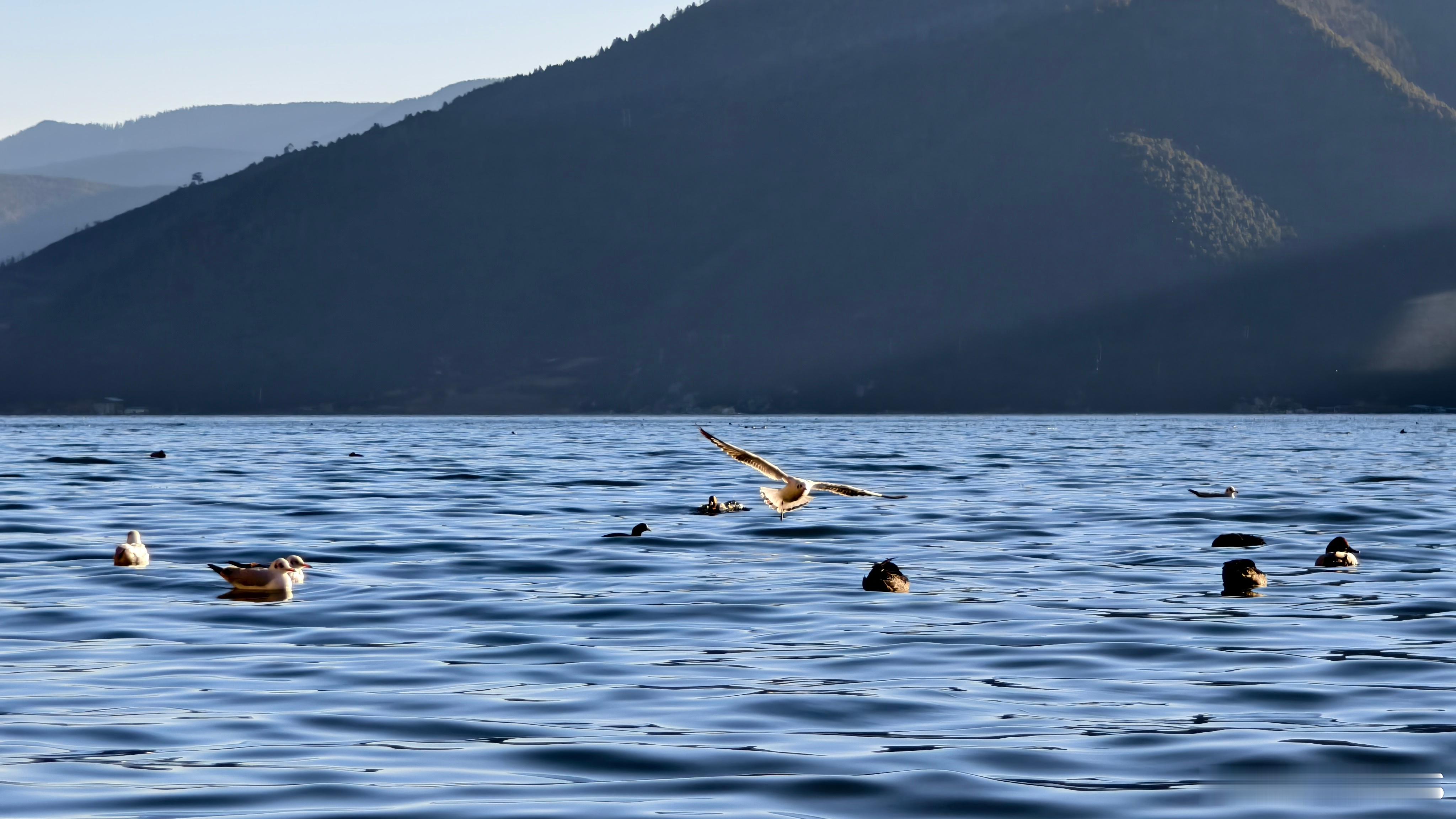 纳帕海！香格里拉高原明珠湖在草原上，草原在湖中这些巨大的晒架，秋晒青稞，冬晒草牛