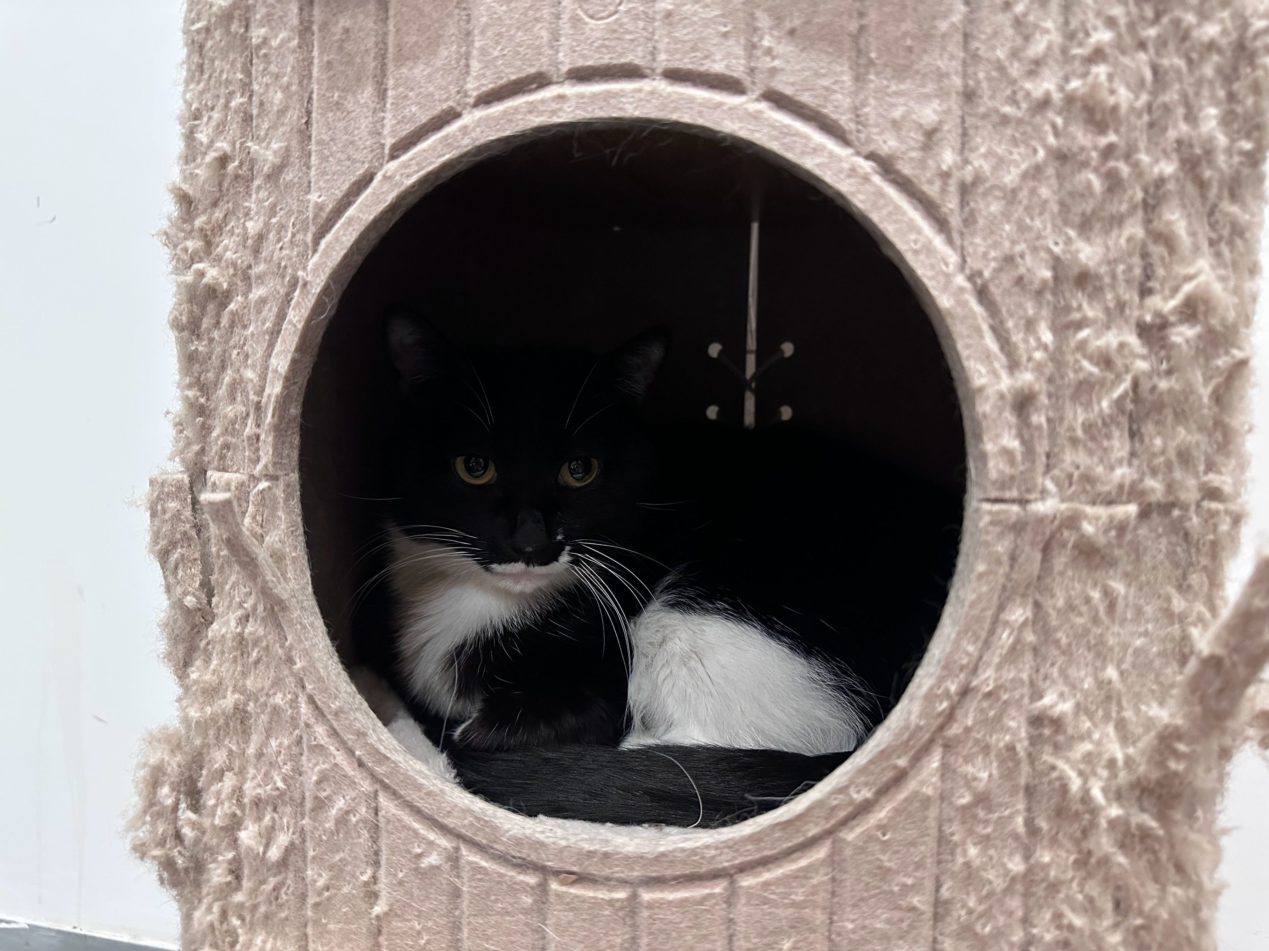 这些人太坏了，爱猫人士看不得这些，我们公司有5只猫，都是在测试途中捡回来的流浪猫