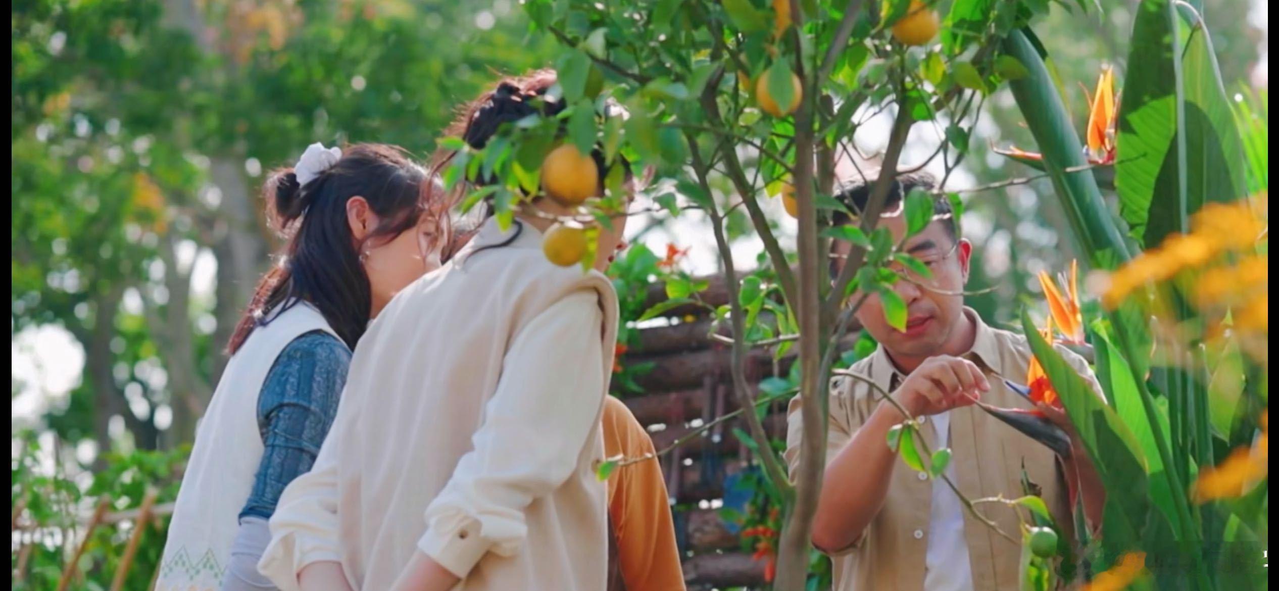 原来天堂鸟还会开花会招待小鸟的花花你见过吗 以前只觉得天堂鸟颜值高，才知道它不仅