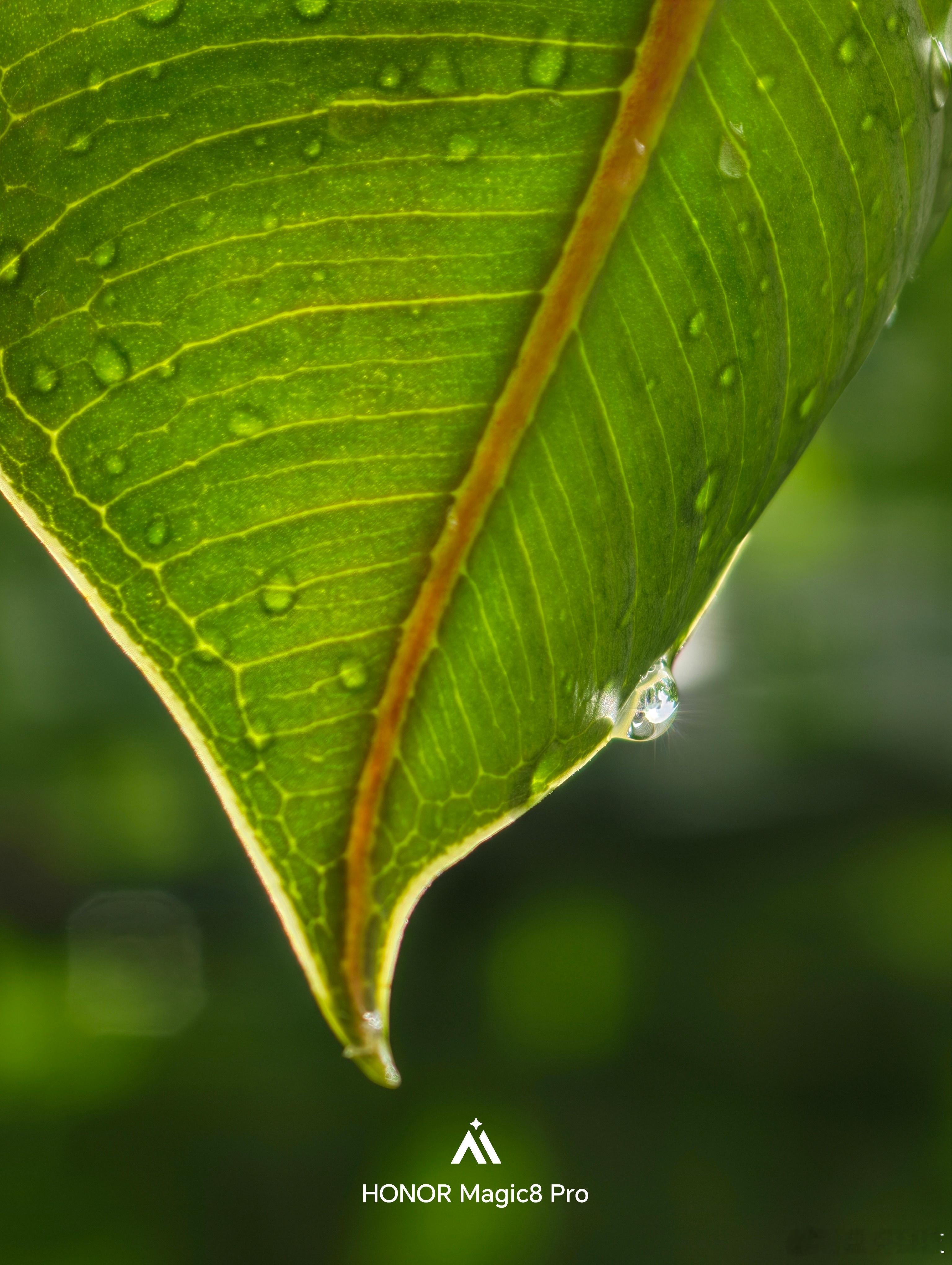 手机摄影 阳光雨露 