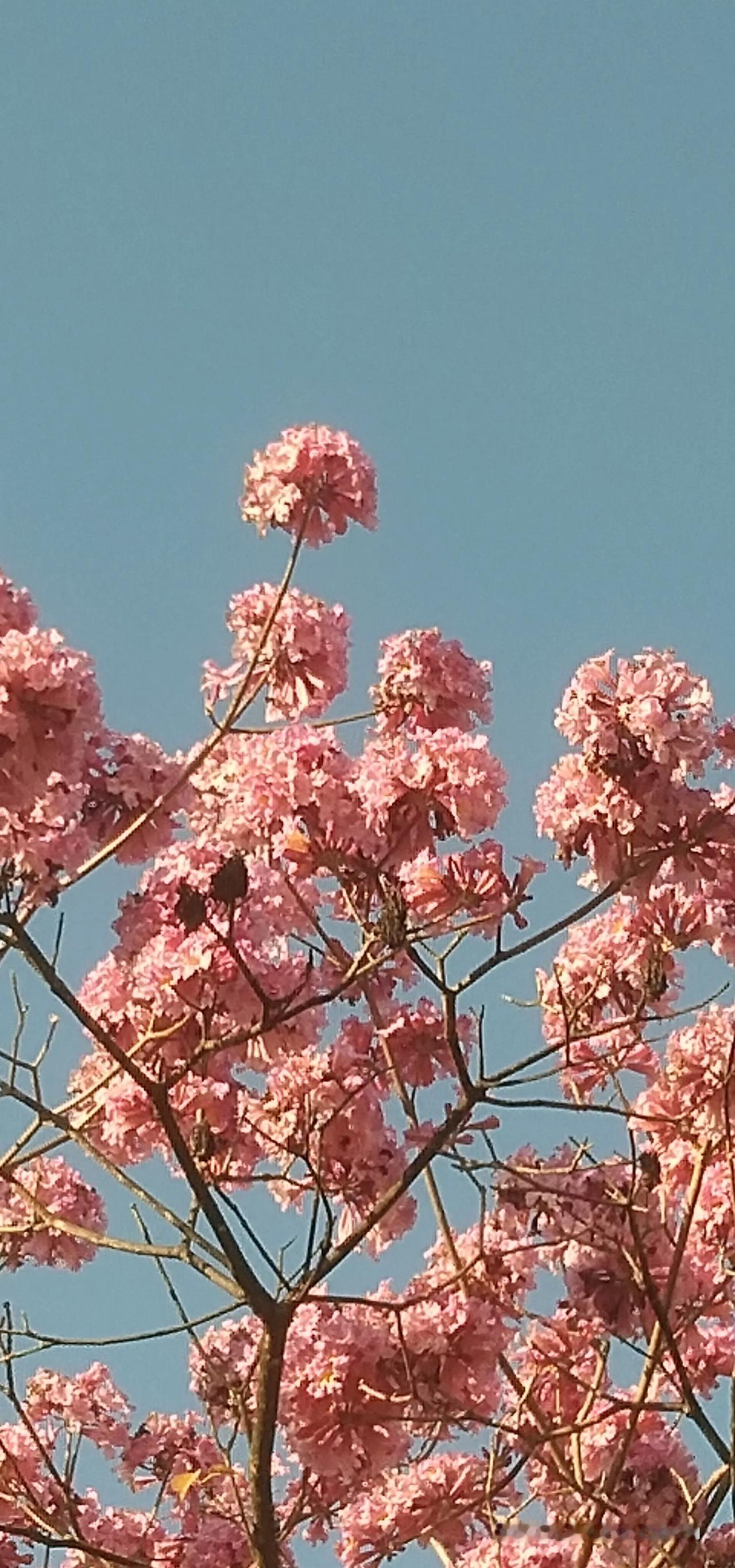 快过年了，施甸的天更蓝，花更鲜艳。