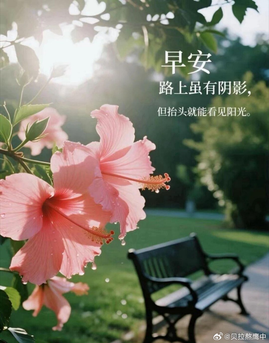早安 太阳每天都会照常升起，机遇偏爱愿意行动的人。新的一天把握当下，尽力去做，不