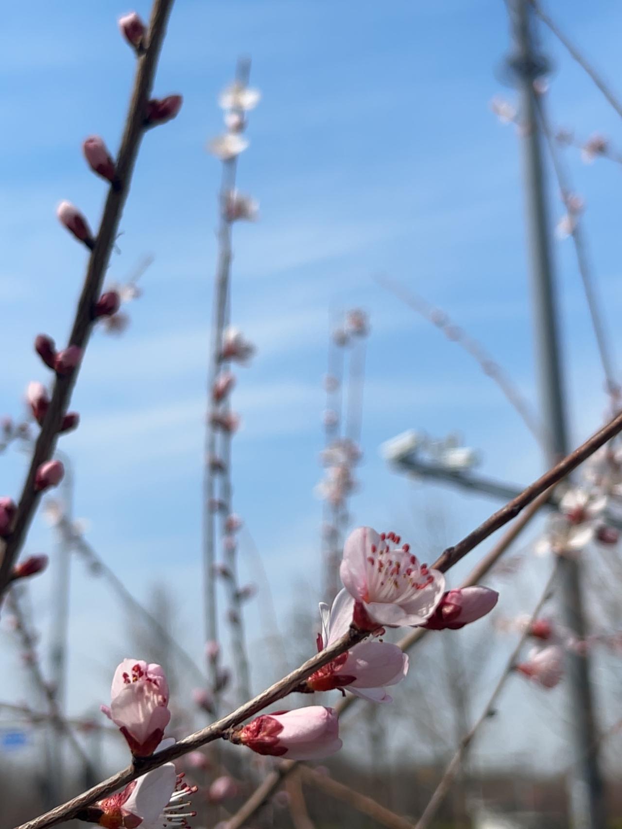 春天在哪里
春天在哪里呀
春天在哪里
春天在那青翠的山林里
这里有红花呀
这里有