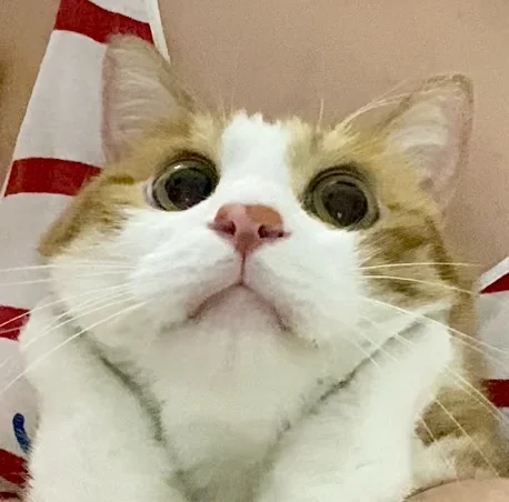 看到美女