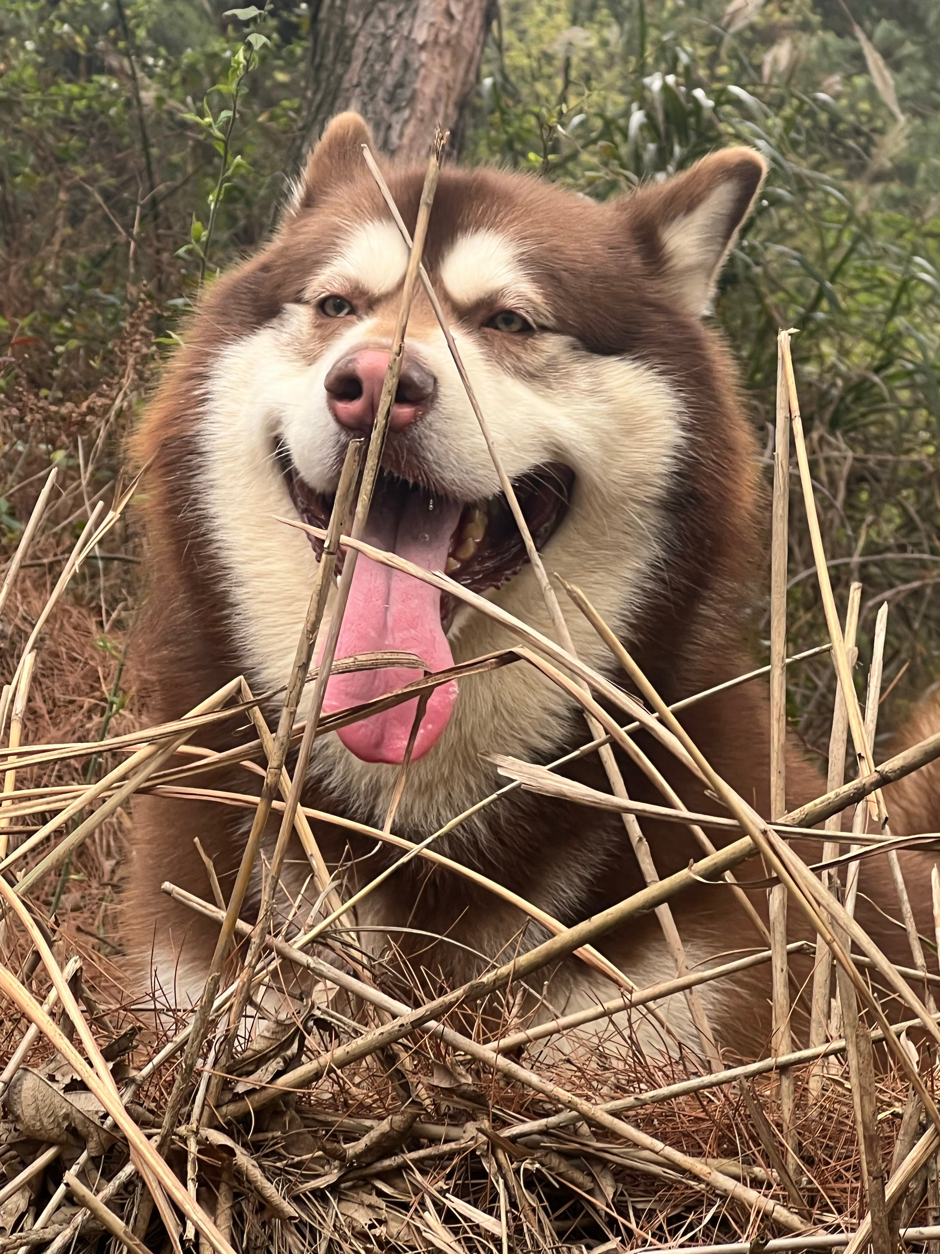 熊出没！ 