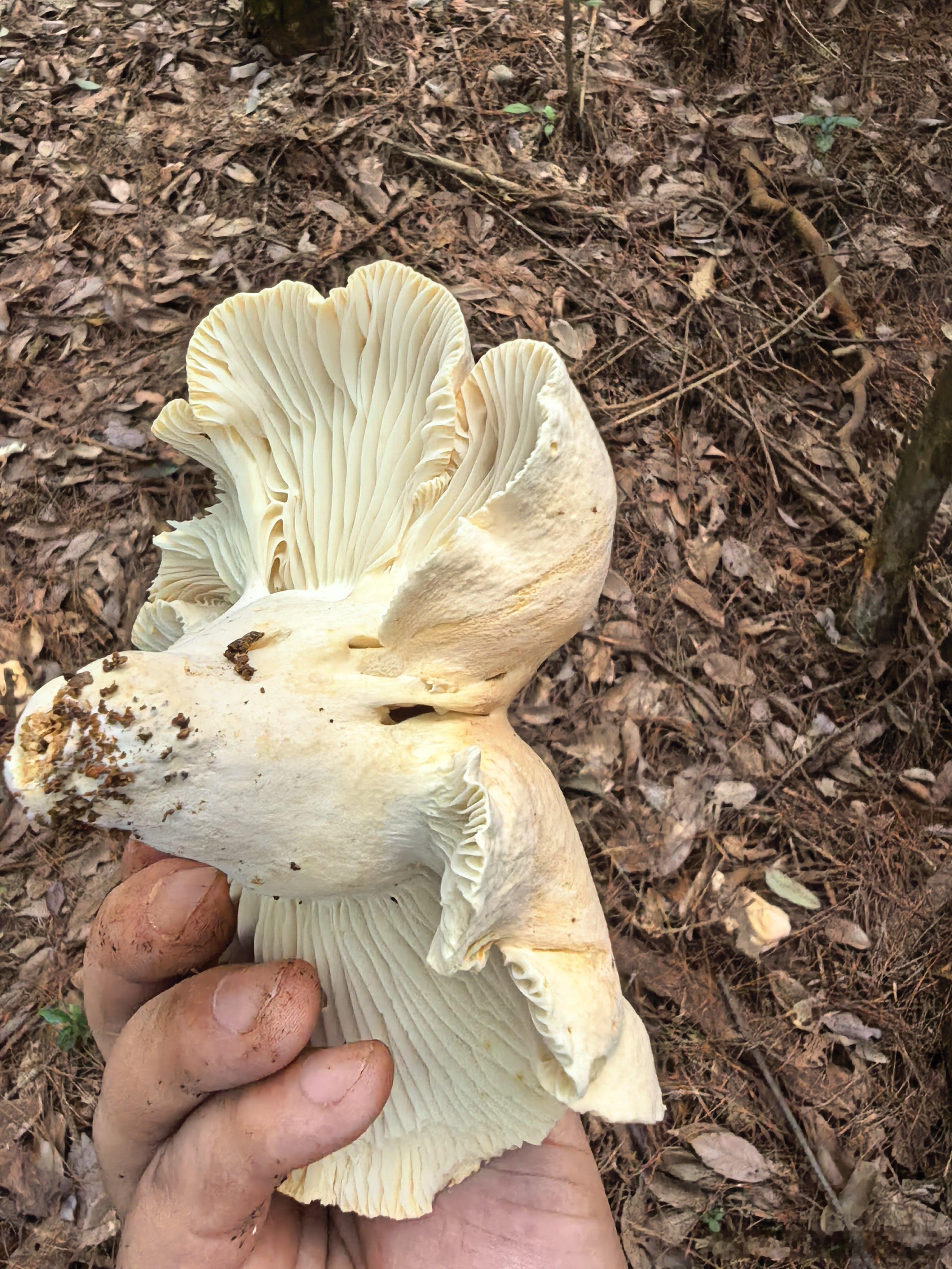 小时候捡野生菌的快乐现在再体验一下感觉好累，可惜图中的菌子都不认识捡了好多都扔掉