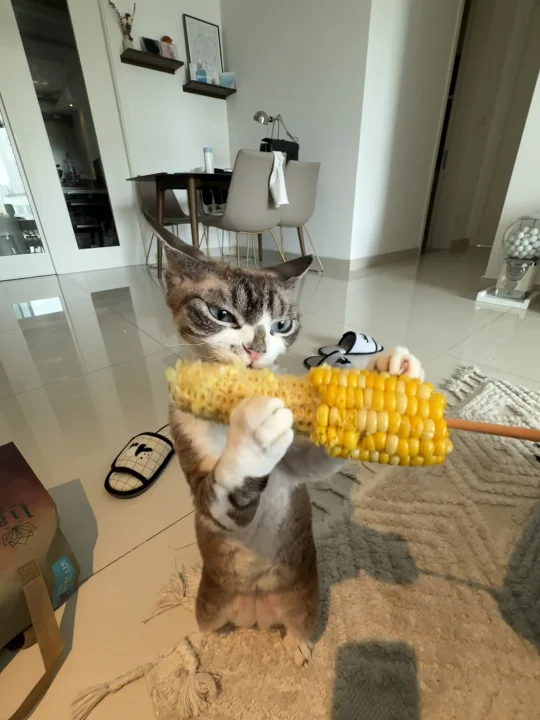 下面有请一号小猫表演吹笛子