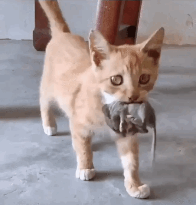 1：即使在小，都存在血脉压制的说法。
2：豆腐渣工程，碰一下就坏掉了啊？