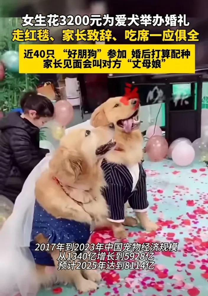 最近刷到一条短视频，一位女子花3200元为爱犬举办婚礼，走红毯，家长致辞，吃席一