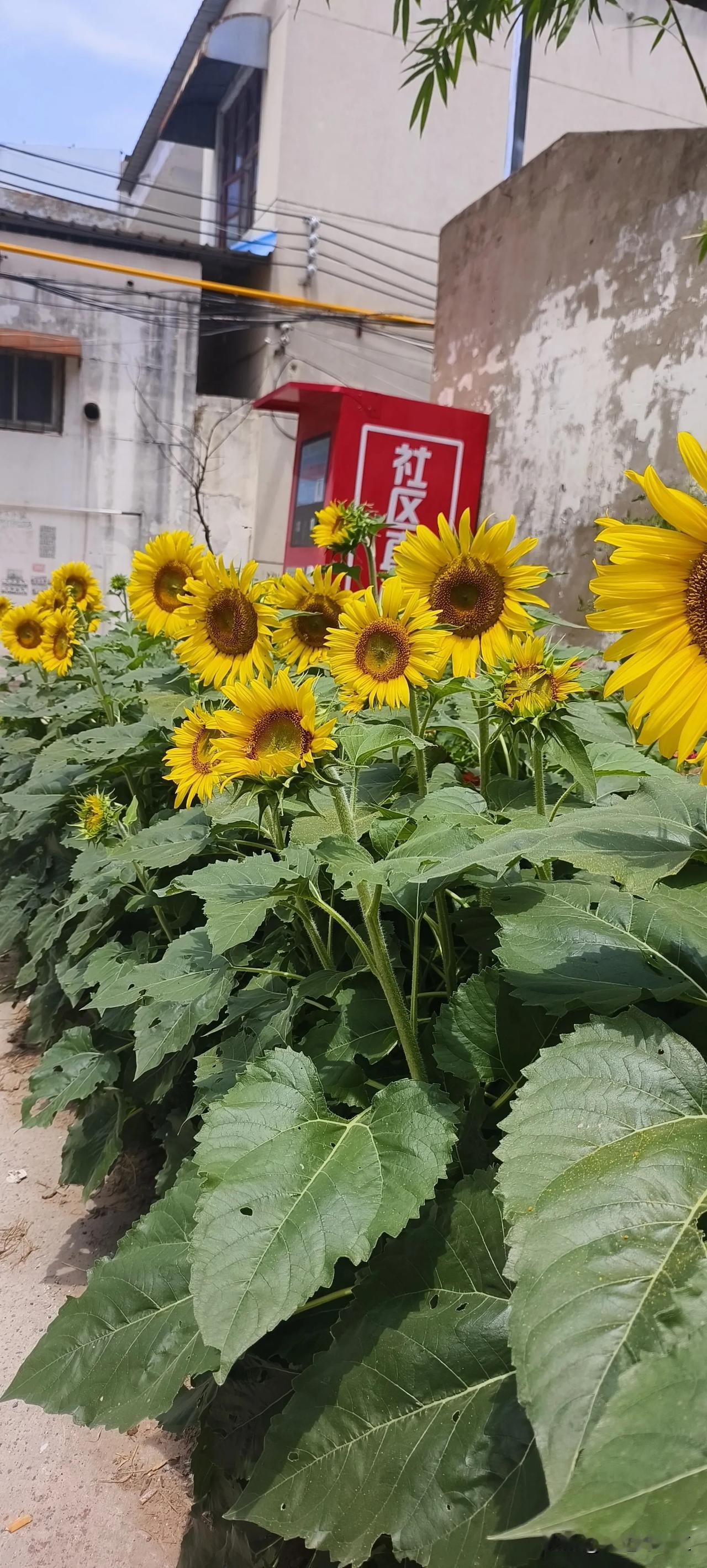 今天一早刚开门就有俩老太太坐在门口聊天，我听了半天才明白事情的始末。
甲：你买的