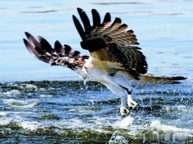 #上联：山涧溪水绕石流，求下联#
山涧溪水绕石流
海滨冬青沿岸飞