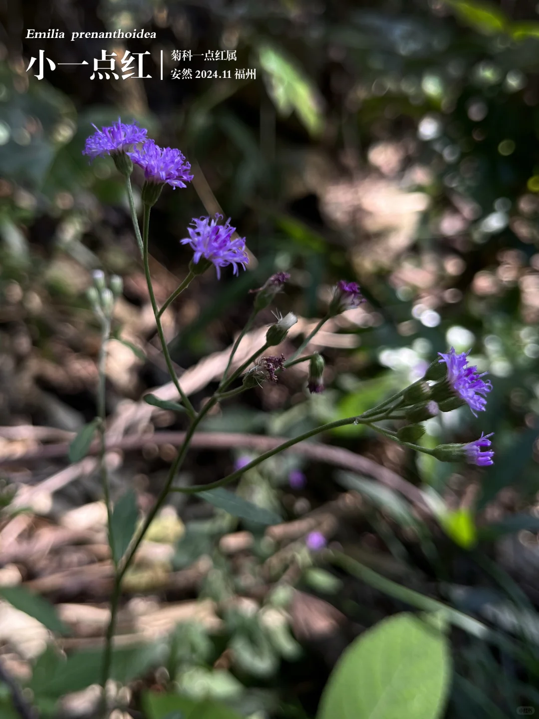 福州植物打标471｜清新的小一点红