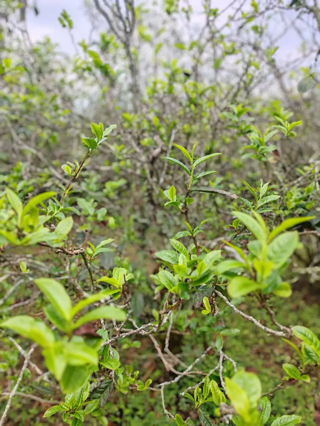 茶山行，为您找属于您的爱茶
