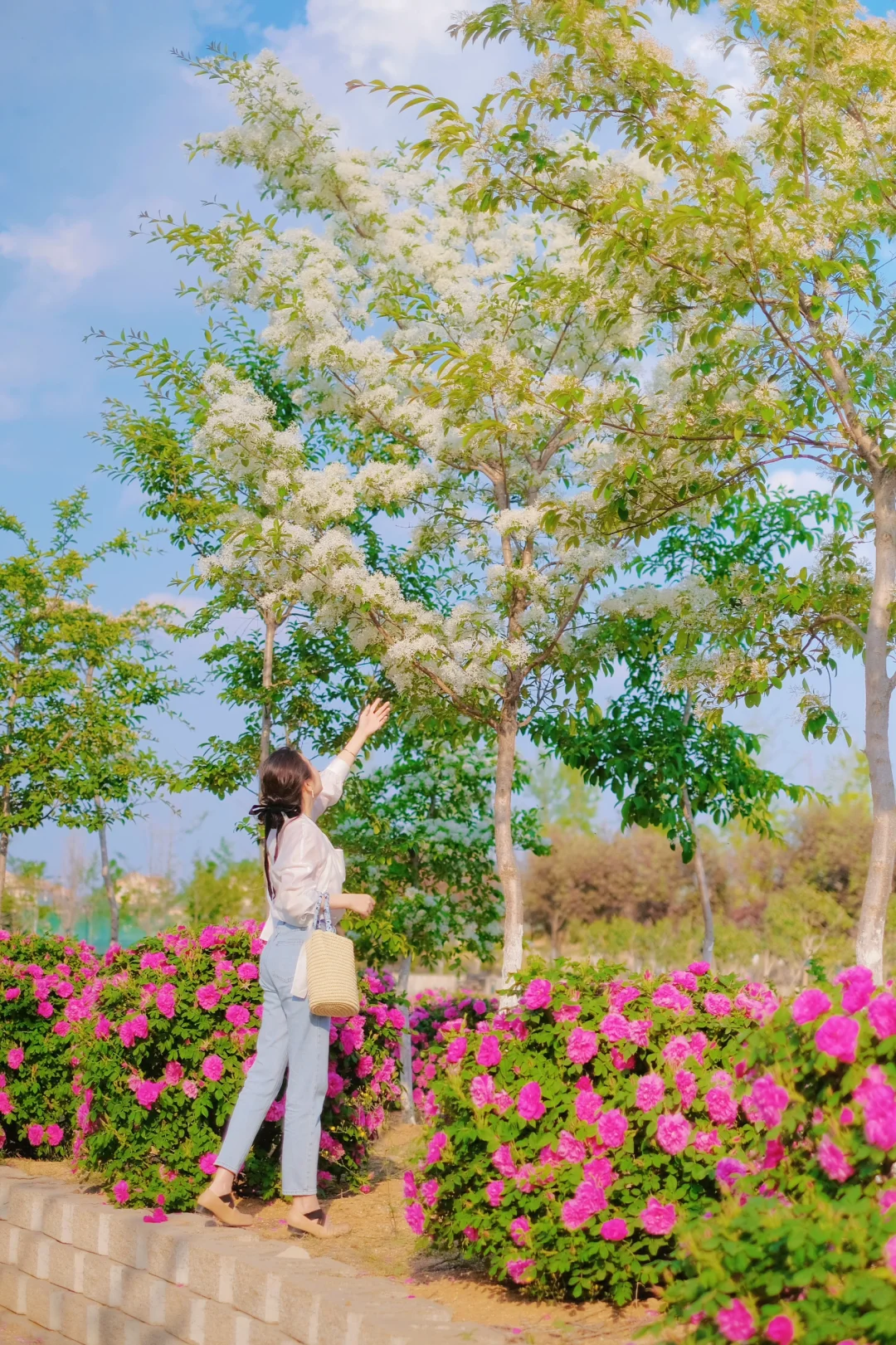 已经开始期待青岛盛大的春天🌸附花期和机位