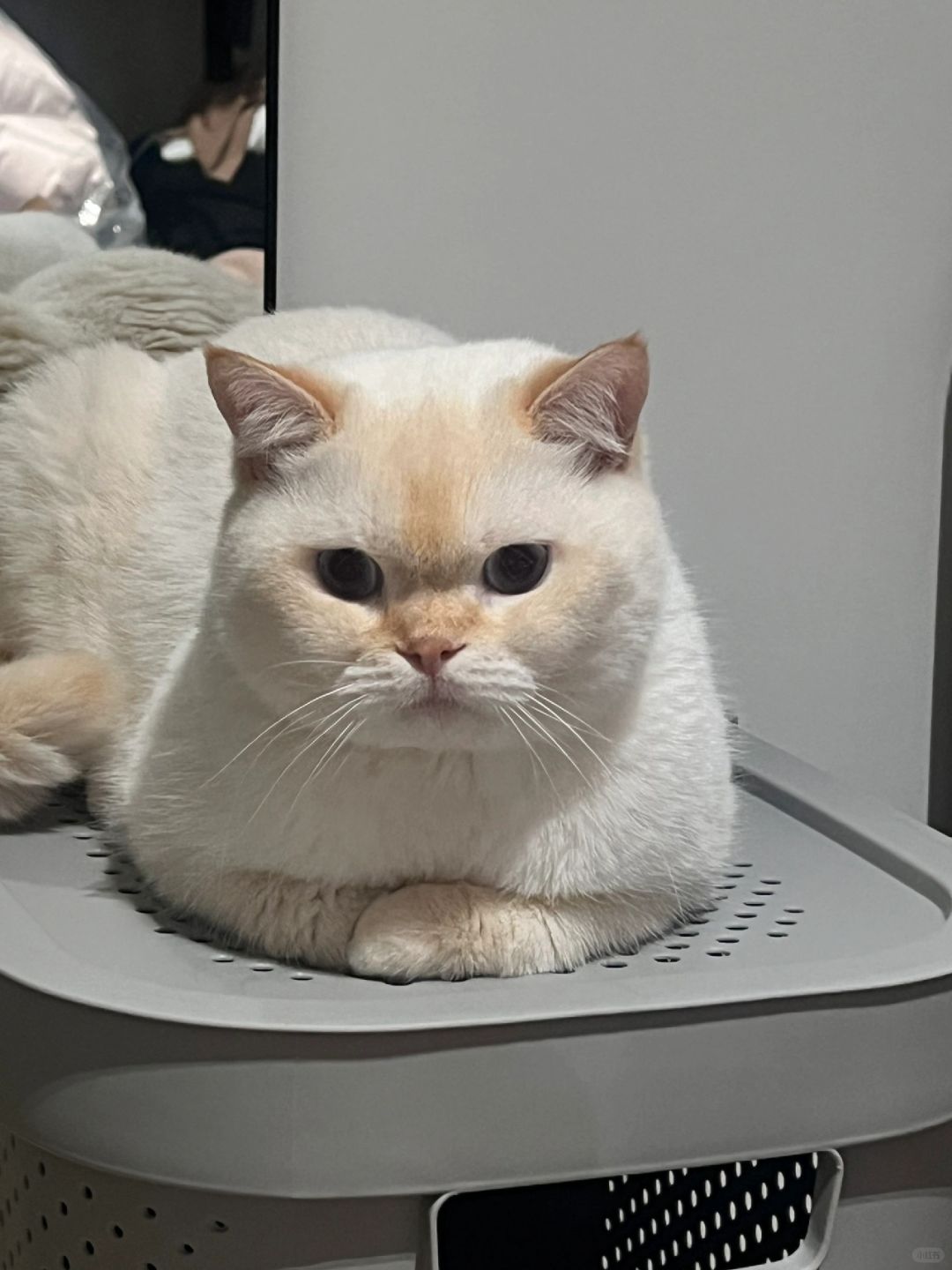 猫把奶茶打翻了，想骂又觉得太可爱