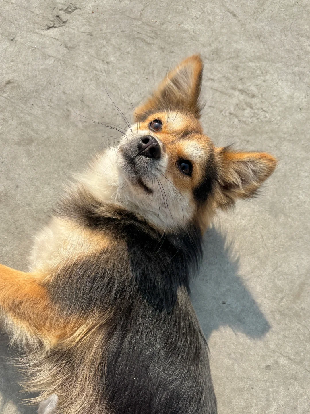 同性相斥，小黑并不能融入街狗群体