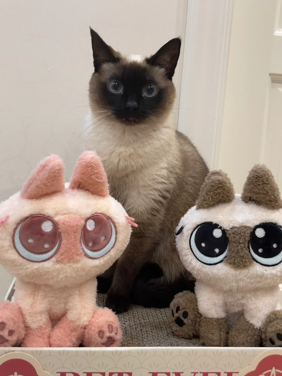 养只暹罗猫吧