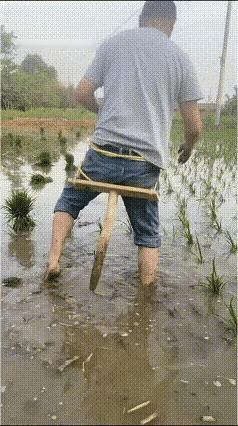 高手在民间，谁发明了这个凳子，这样插秧的时候，再也不累了[赞][赞][赞]