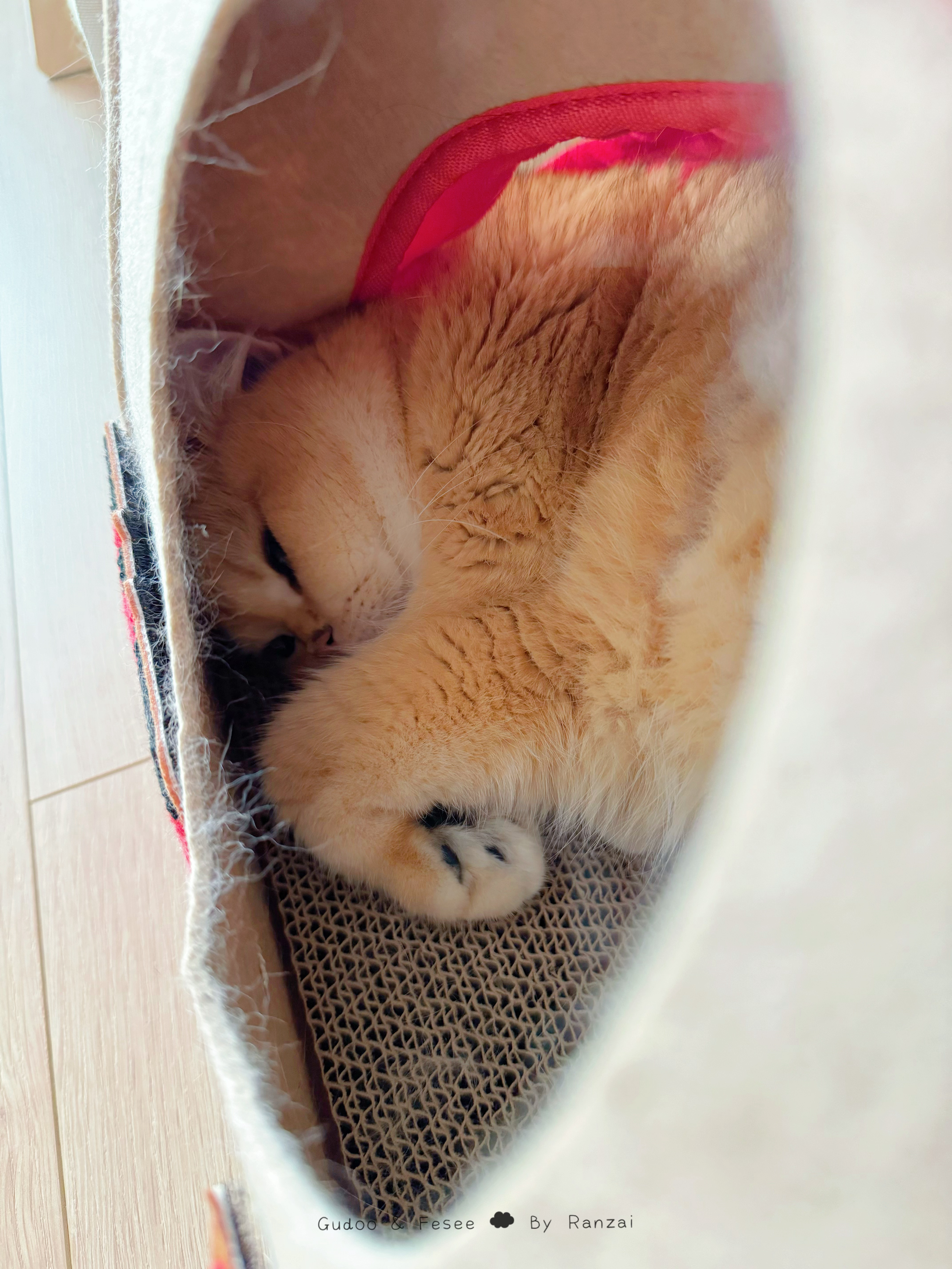 下班回家孩子还在猛睡，捂脸脸怪我吵她[awsl]#菇冬怎么肥四[超话]##萌宠初