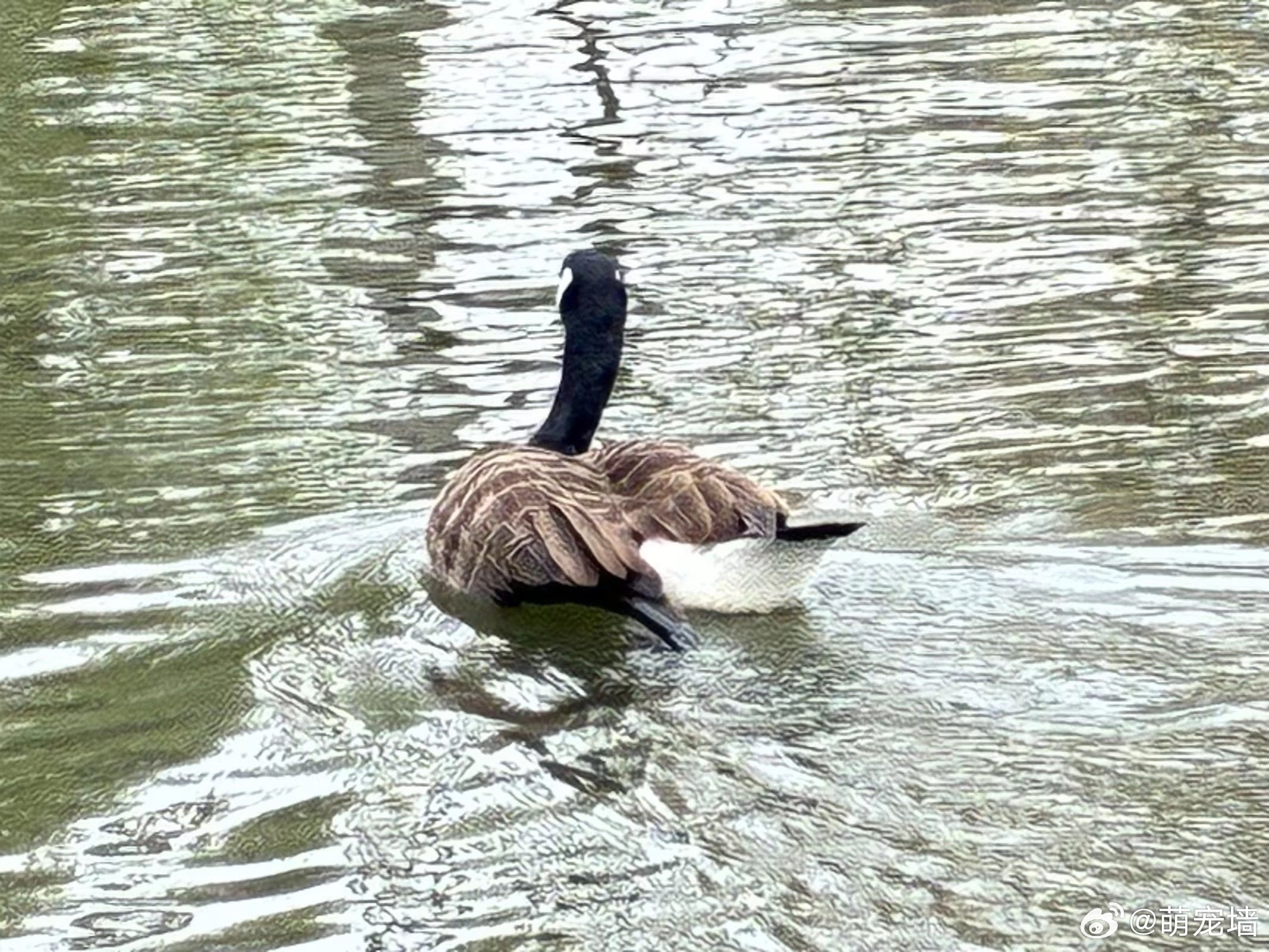 请！大！家！不！要！喂！鸟！！！！！！！！！我看中文社媒都没有提到相关的东西……