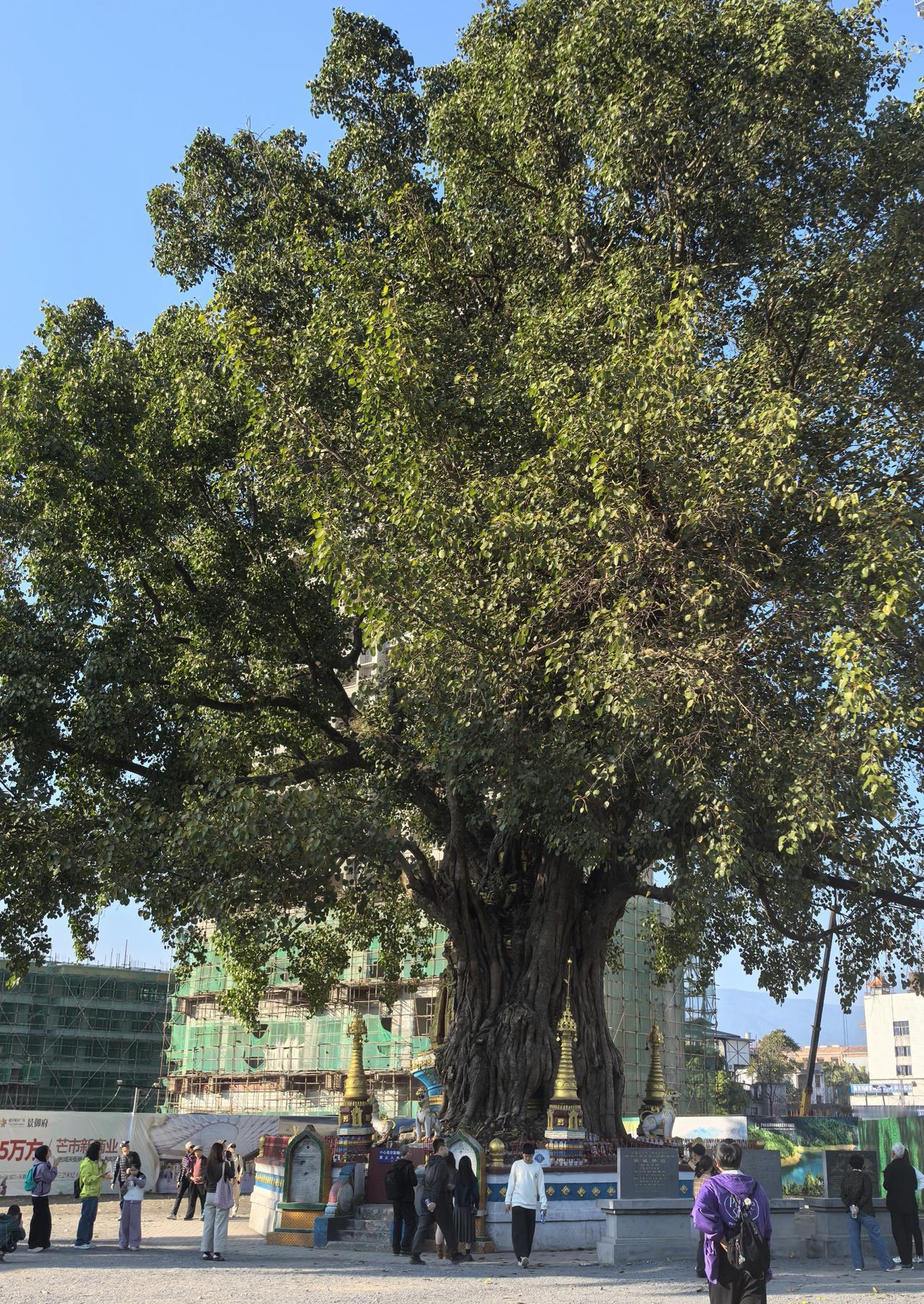 芒市，树包塔还是很神奇的
       树包塔，原名为铁城佛塔。是芒市一处奇特的