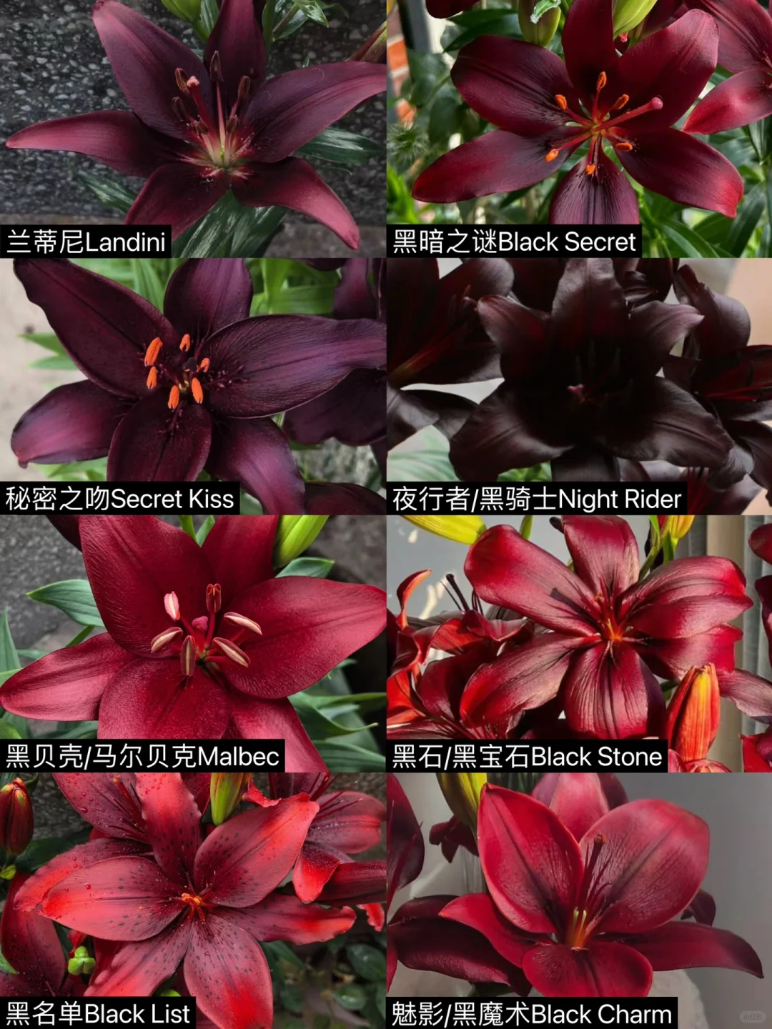 暗红色/黑色百合图集