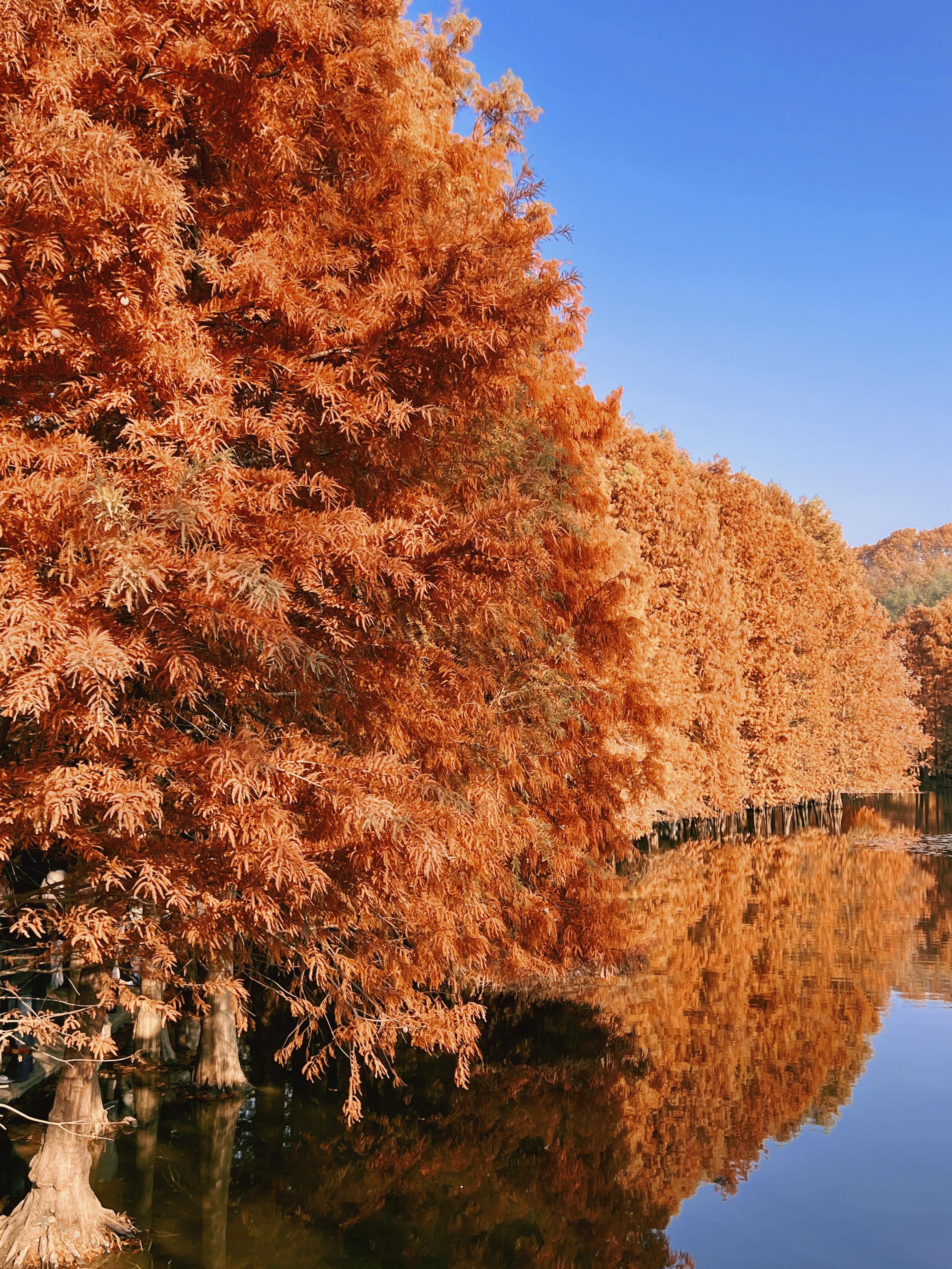 南京的秋🍂 给你 我眼中的世界