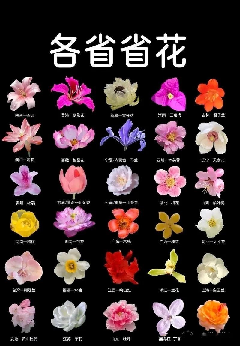 【各省的省花】陕西：百合花               广西：桂花福建：水仙花 