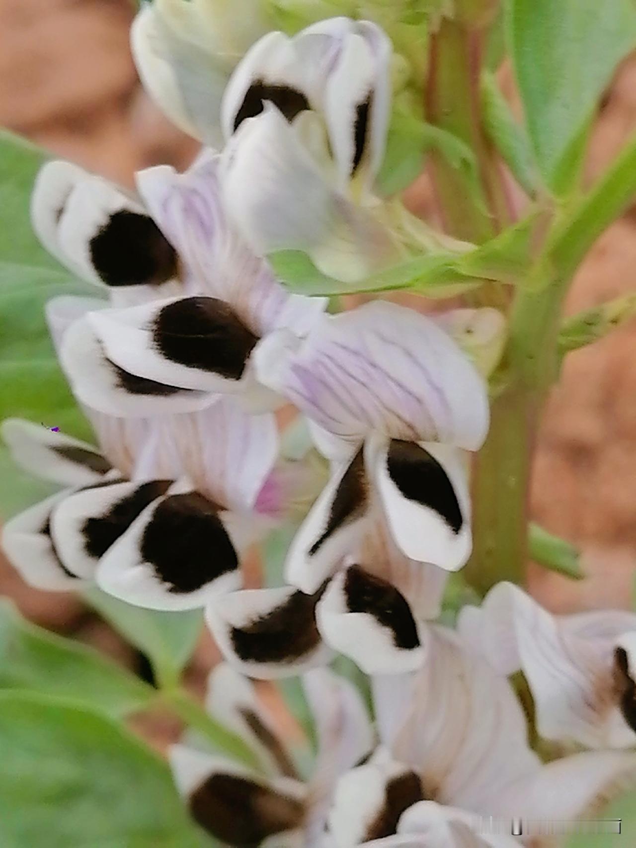 《胡豆（蚕豆）快成熟了，但我昨天发现了一株刚开花的胡豆。胡豆花长相特别，与一般花