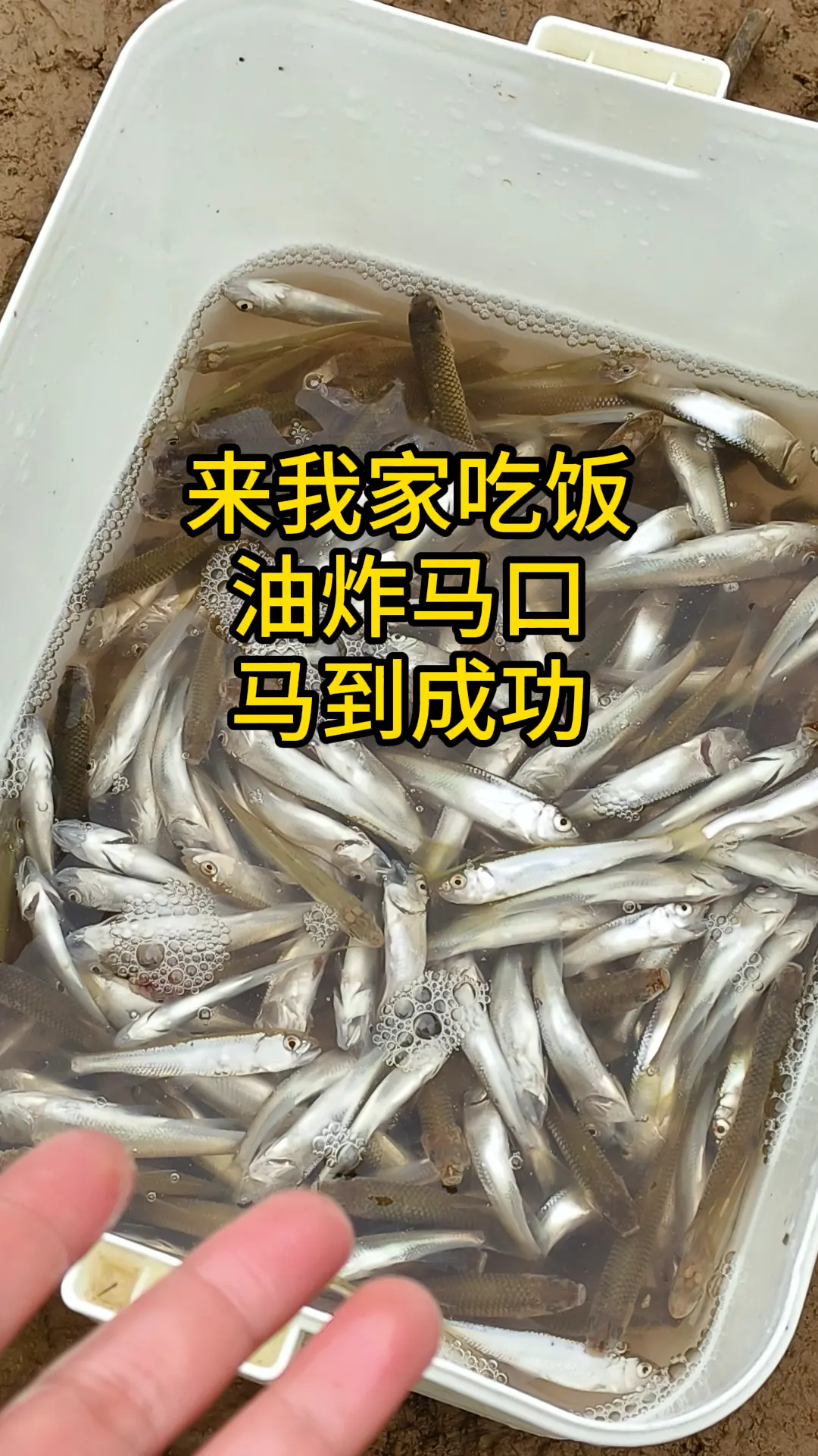 溪流马口 溪流钓 野钓 钓鱼 钓鱼的乐趣只有钓鱼人懂
