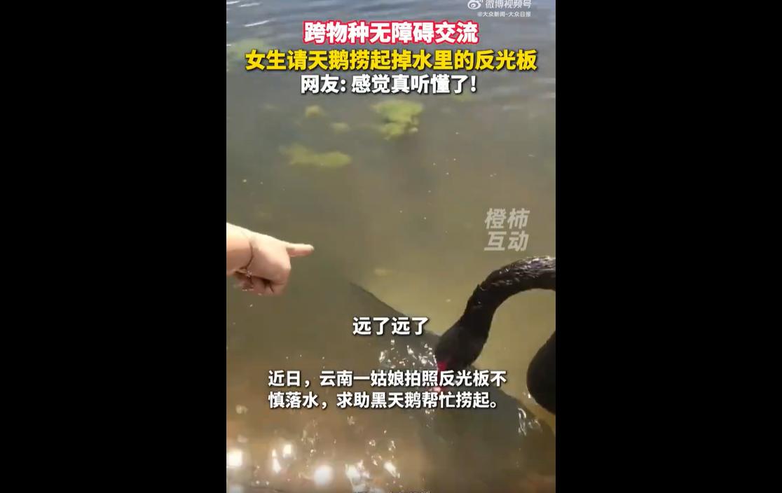 2026年6月3日，云南丽江一处湖畔。
一名女生在湖边拍照时，不慎将摄影反光板掉