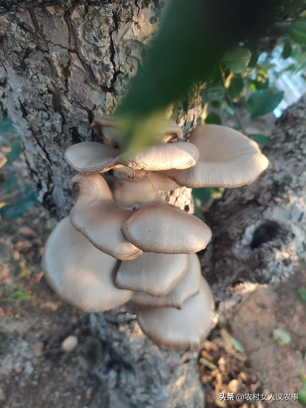 昨天帮邻居摘苹果，在苹果树上又发现一堆蘑菇，这次我毫不犹豫的采回家了。
上次也在