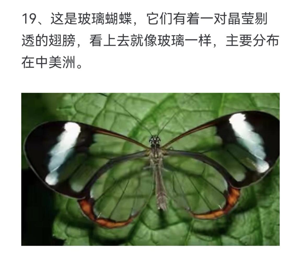 这是玻璃蝴蝶 它们有着一对晶莹剔透的翅膀
