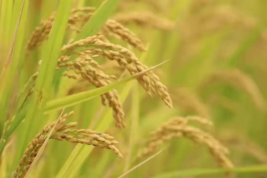 今天8月23号上午10点18分，处暑，明天8月24号出伏。

很多人翻看今年的日