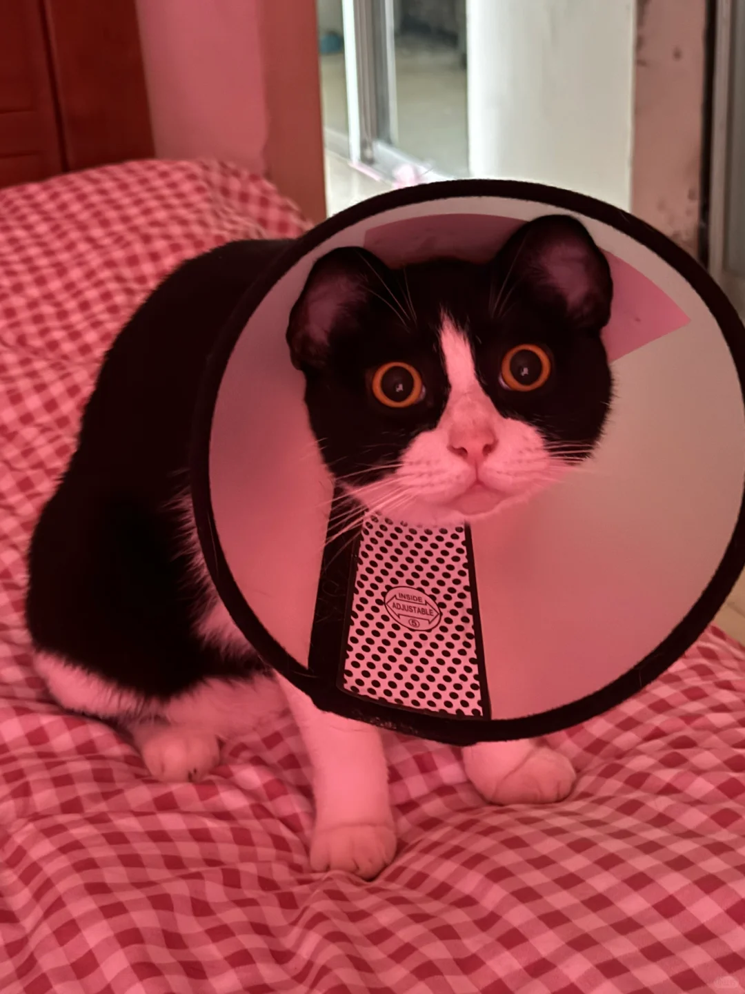 床上长米老鼠啦！