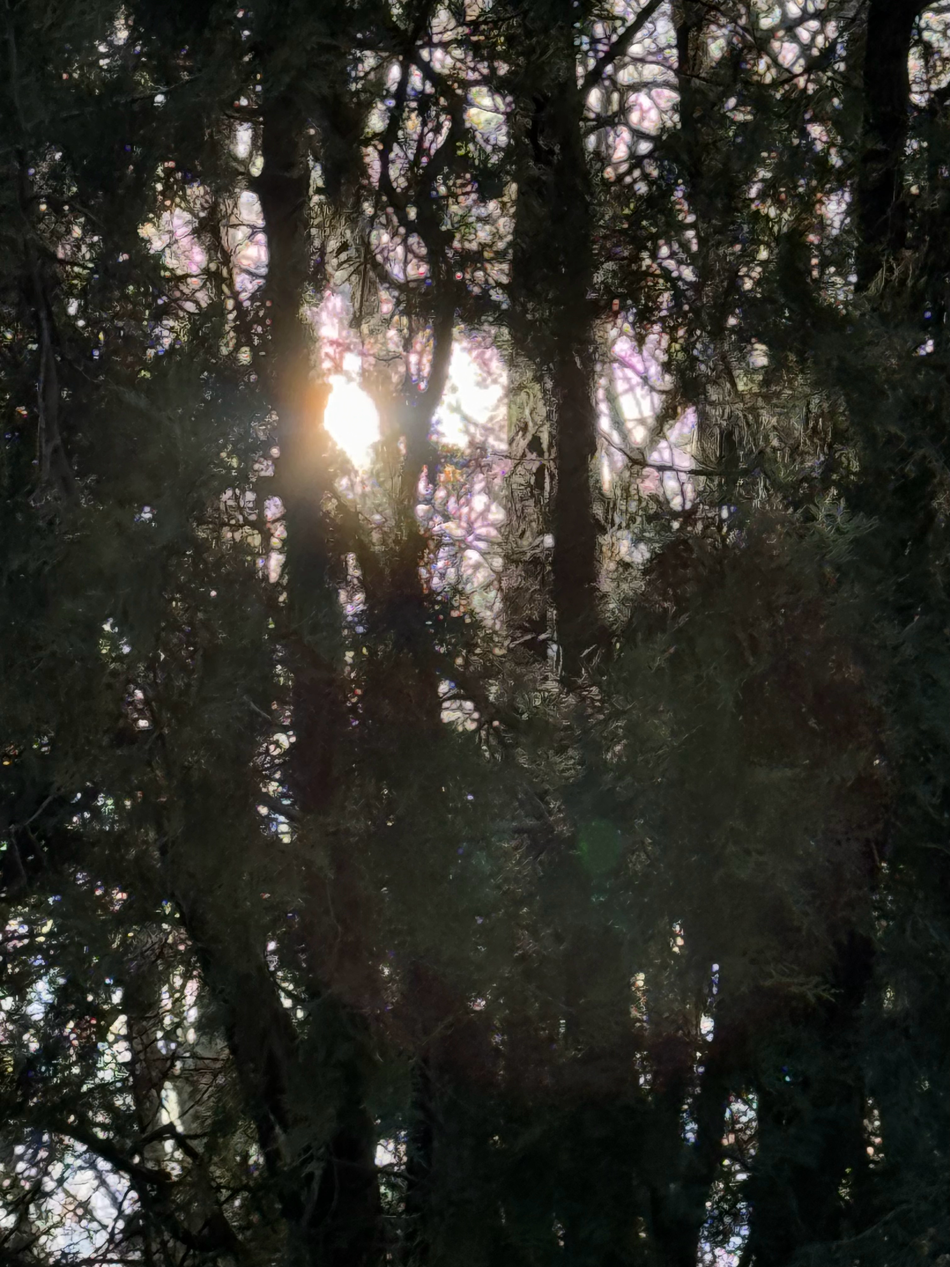 小尚春游记  花都开好了耶🌸 ​​​