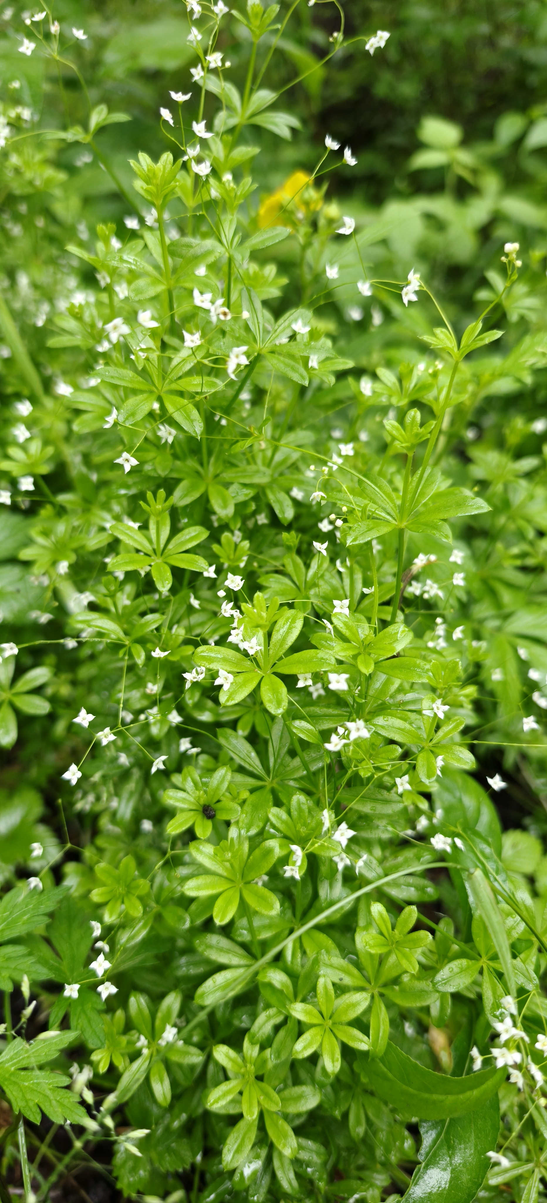 杨紫 路边的小碎花！有一种童年里无忧无虑的快乐！！ 