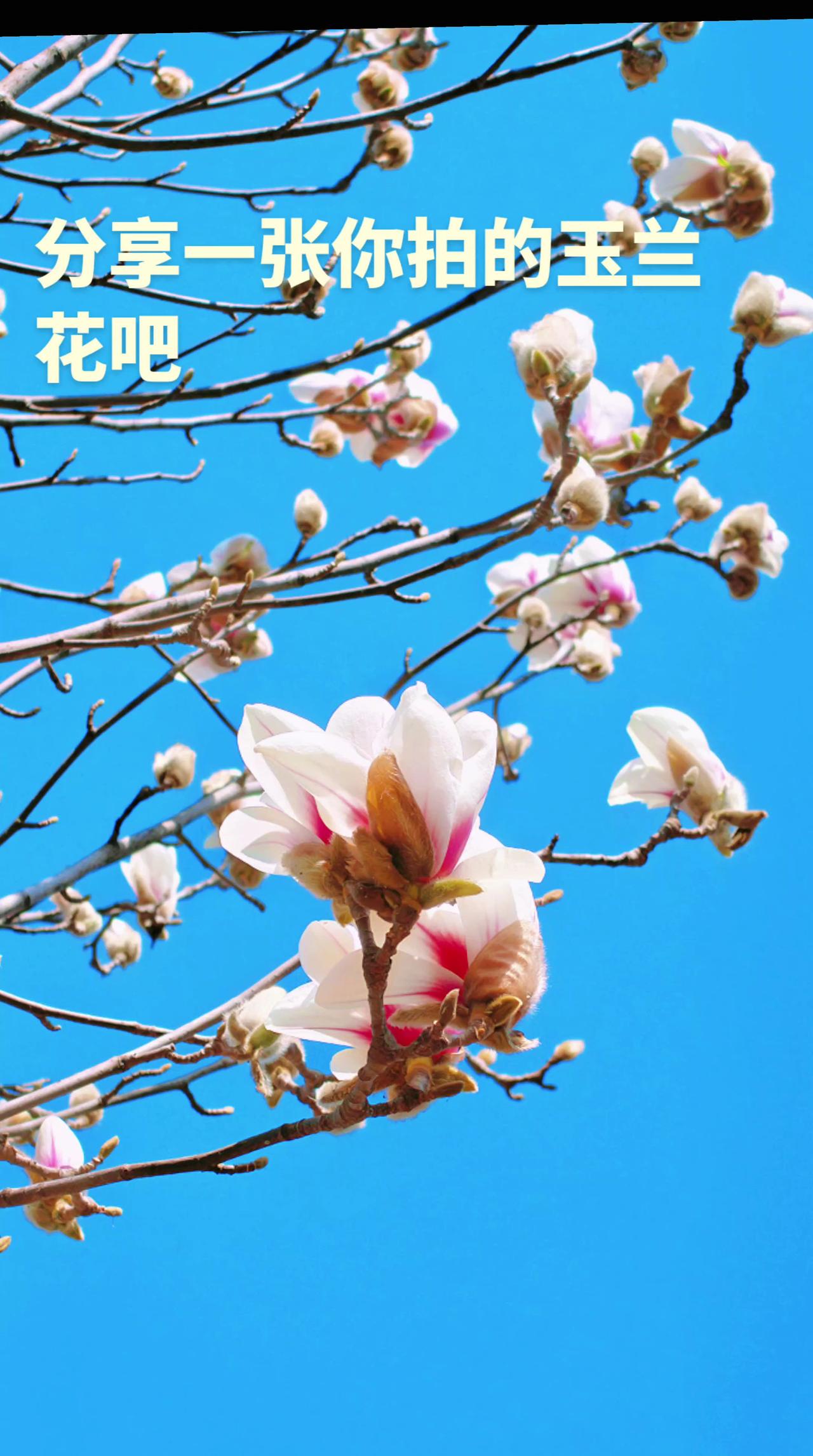 总有朵花是属于你的春天 创作者中心 创作灵感 玩法达人计划抖音