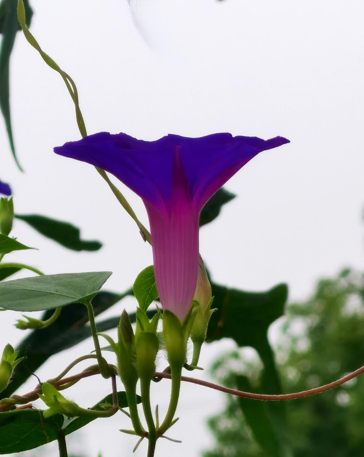 牵牛花