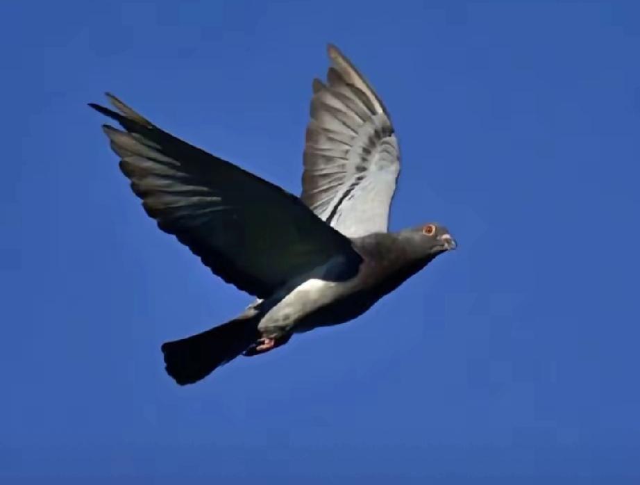 罗布泊一次核试验中，我国放飞50只军鸽，结果只回来45只。科研人员不知道的是，没