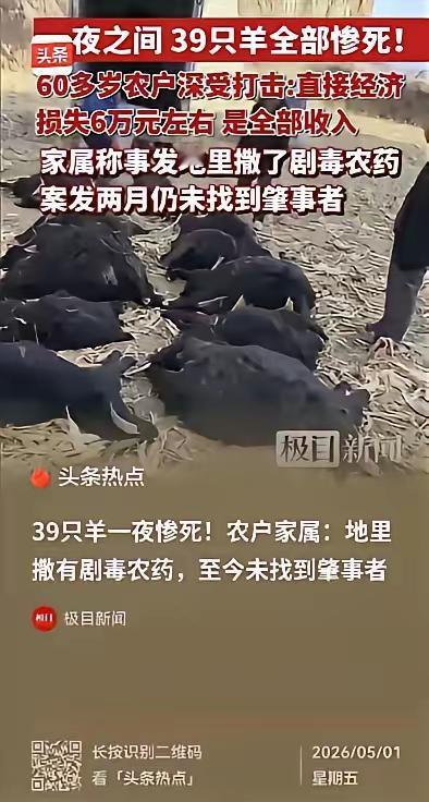 [微风]山西霍州这事太离谱！5月1日报道，一对老夫妻私自把 39 只羊赶到别人承