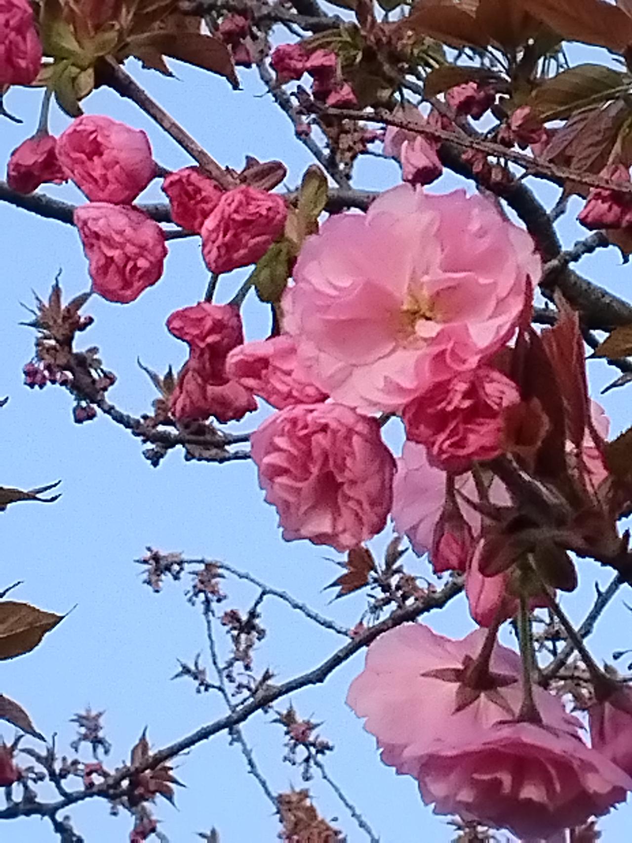 春天的心愿，梦想的起航

春天总是充满希望与生机，每个人在这个季节都会有自己最想