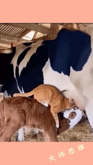 我就活该被饿死吗？
不就偷吃口奶吗，
何至于那么愤怒，
恨不能摔死我？
你的奶那